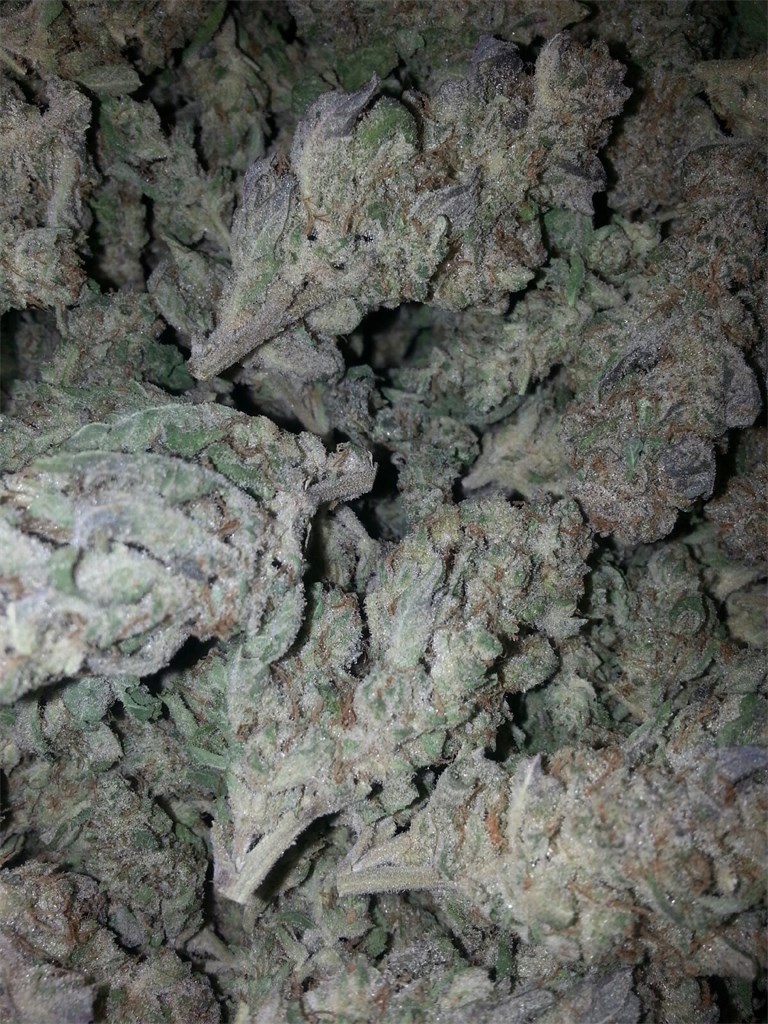 Khalifa-Kush-.jpg Khalifa Kush - Image 1
